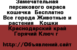 Замечательная персикового окраса кошечка. Бесплатно - Все города Животные и растения » Кошки   . Краснодарский край,Горячий Ключ г.